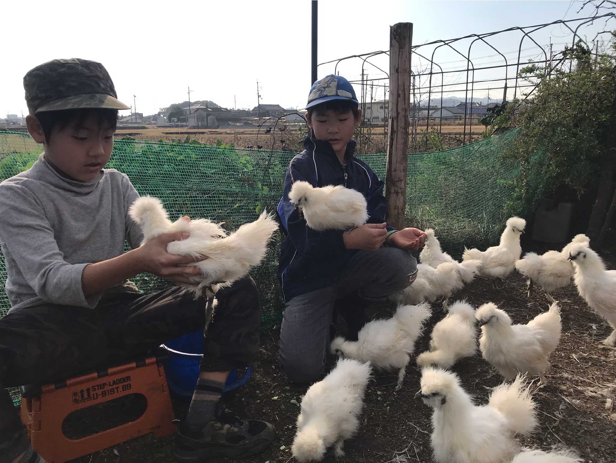 烏骨鶏セラピー